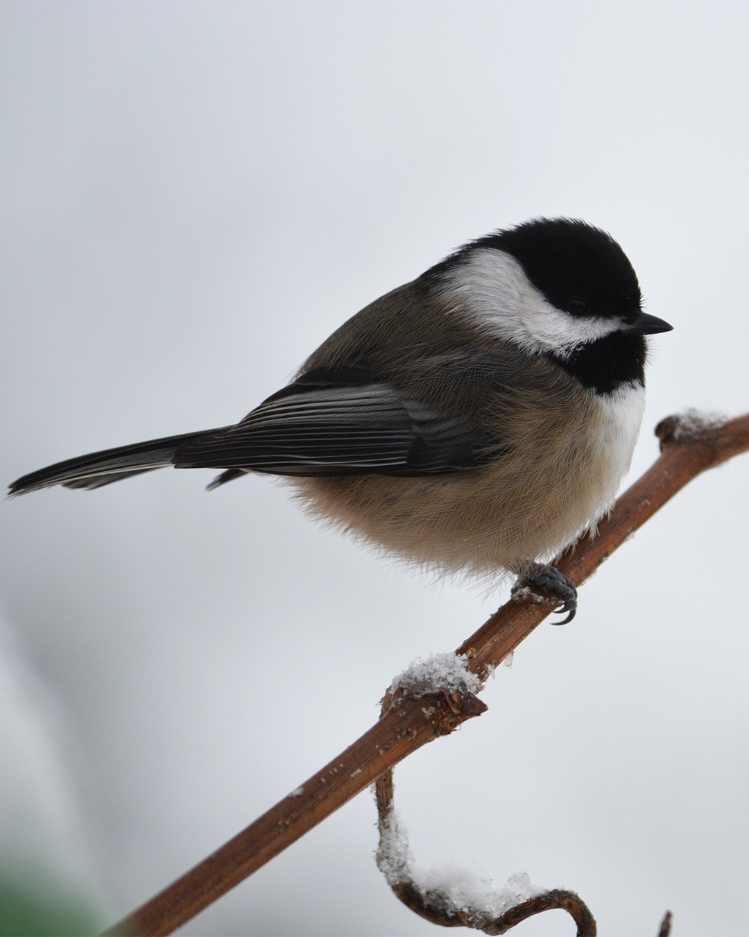 chickadee.jpg