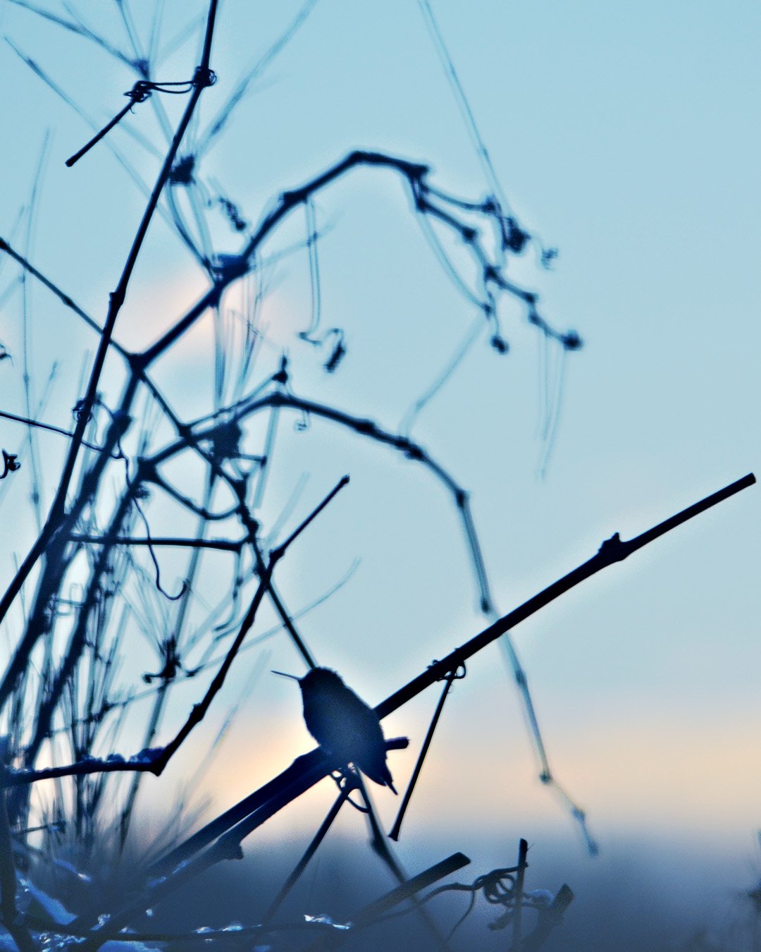 Hummingbird Sunset_sharpened.jpg