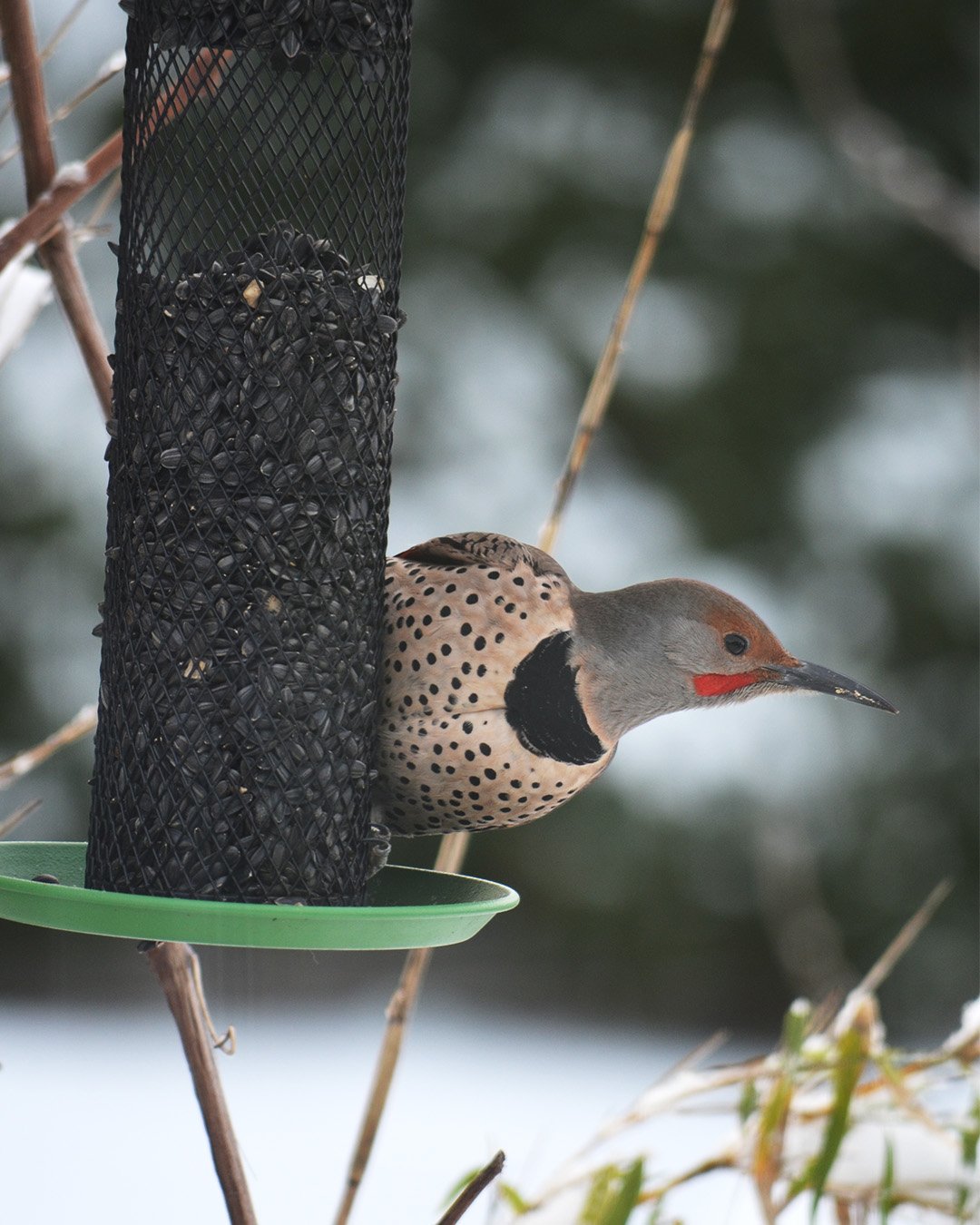 Northen Flicker_red shafted_DSC_0056.jpg