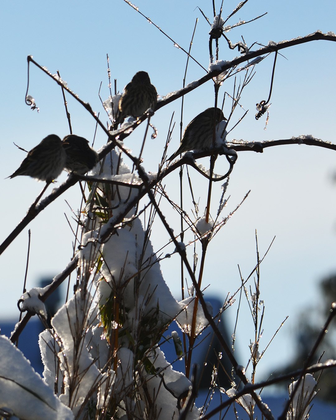 PineSiskins_Sunning_DSC_0081.jpg