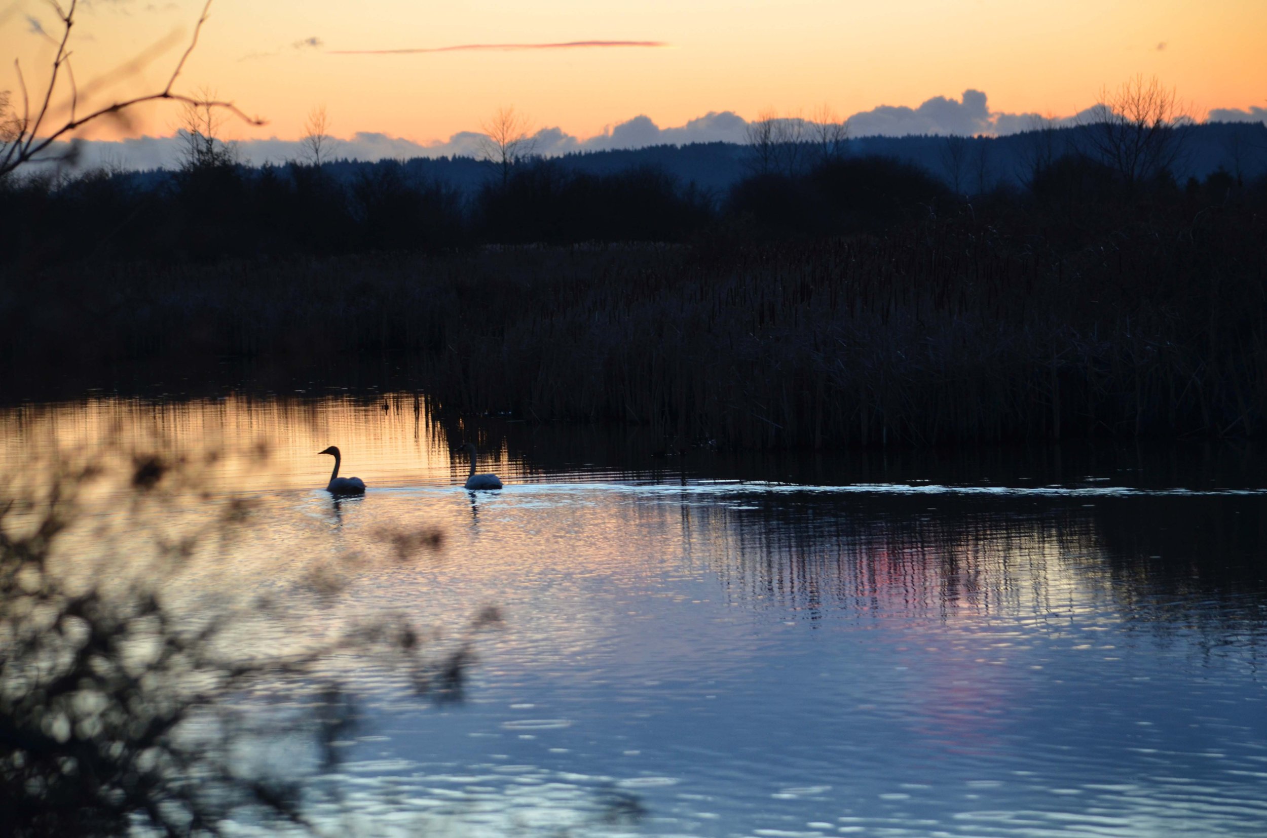 sunset swans_wiley.jpg