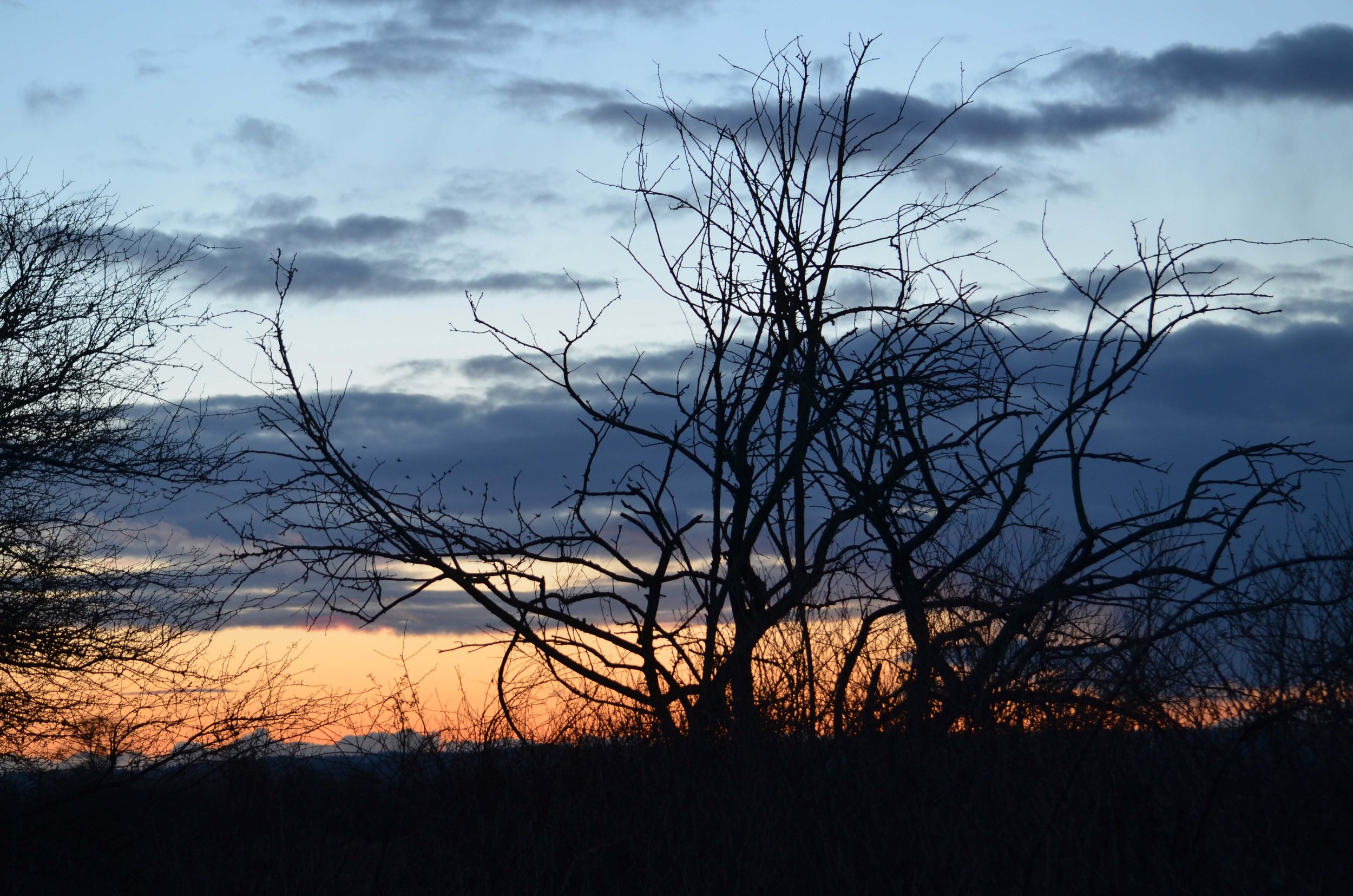 wiley slough_sunset tree.jpg