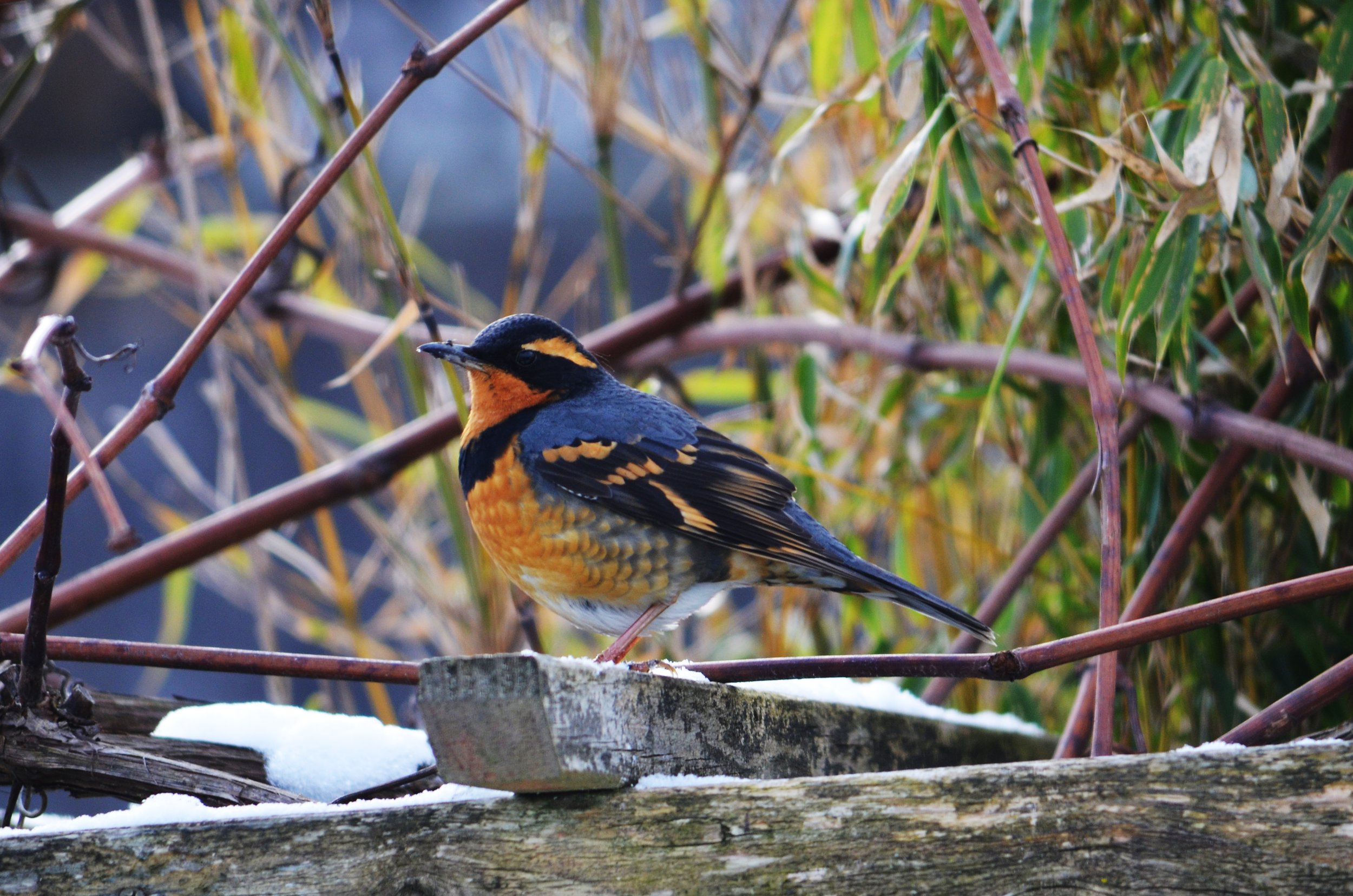 enlarged_v.thrush_feb_snow.jpg