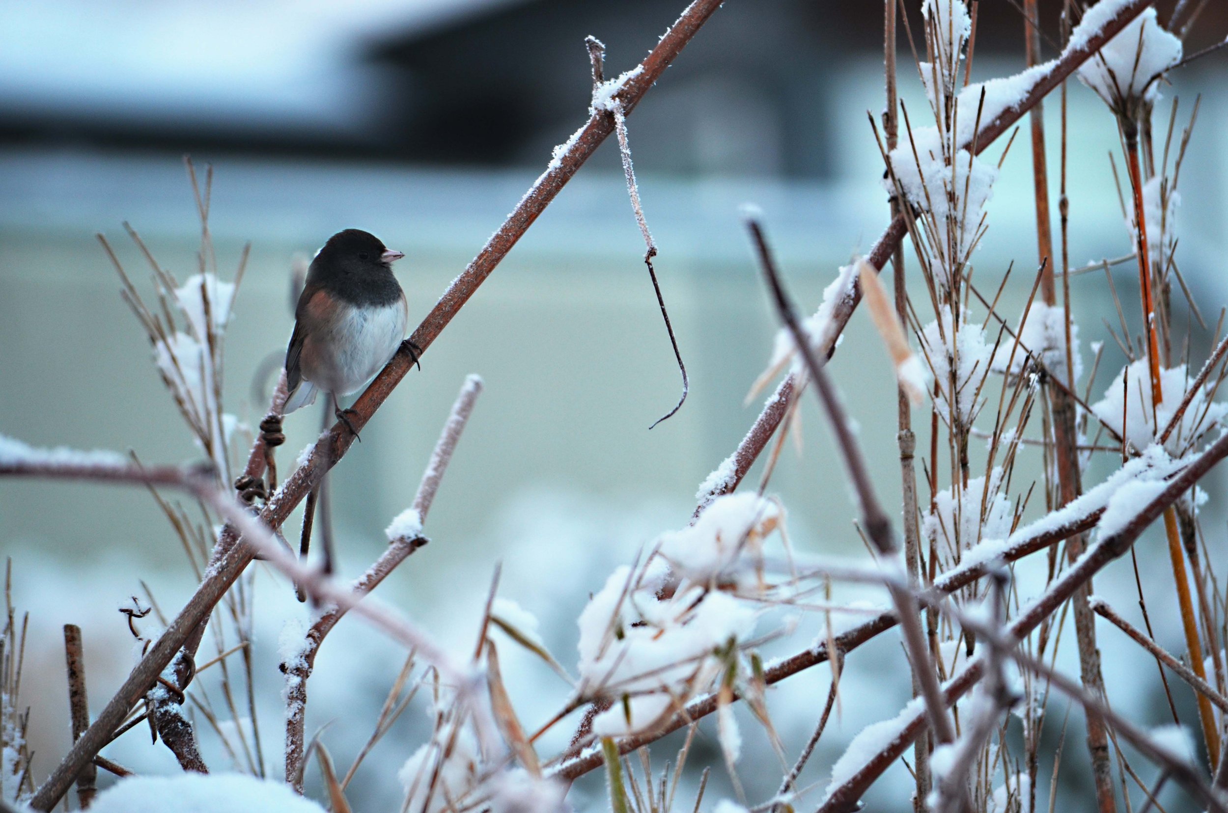 junco snow vines_housebkgd.jpg