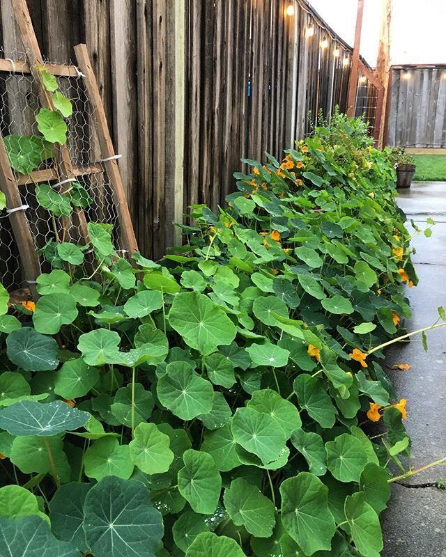 March showers bring an asplosion of nasturtiums. (This is especially awesome bc I didn&rsquo;t plant any of these. They naturalized here after I planted them the first year and now they keep coming back!)