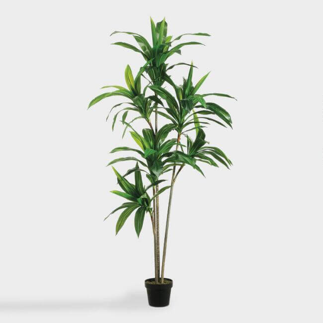 Faux Dracaena Plant