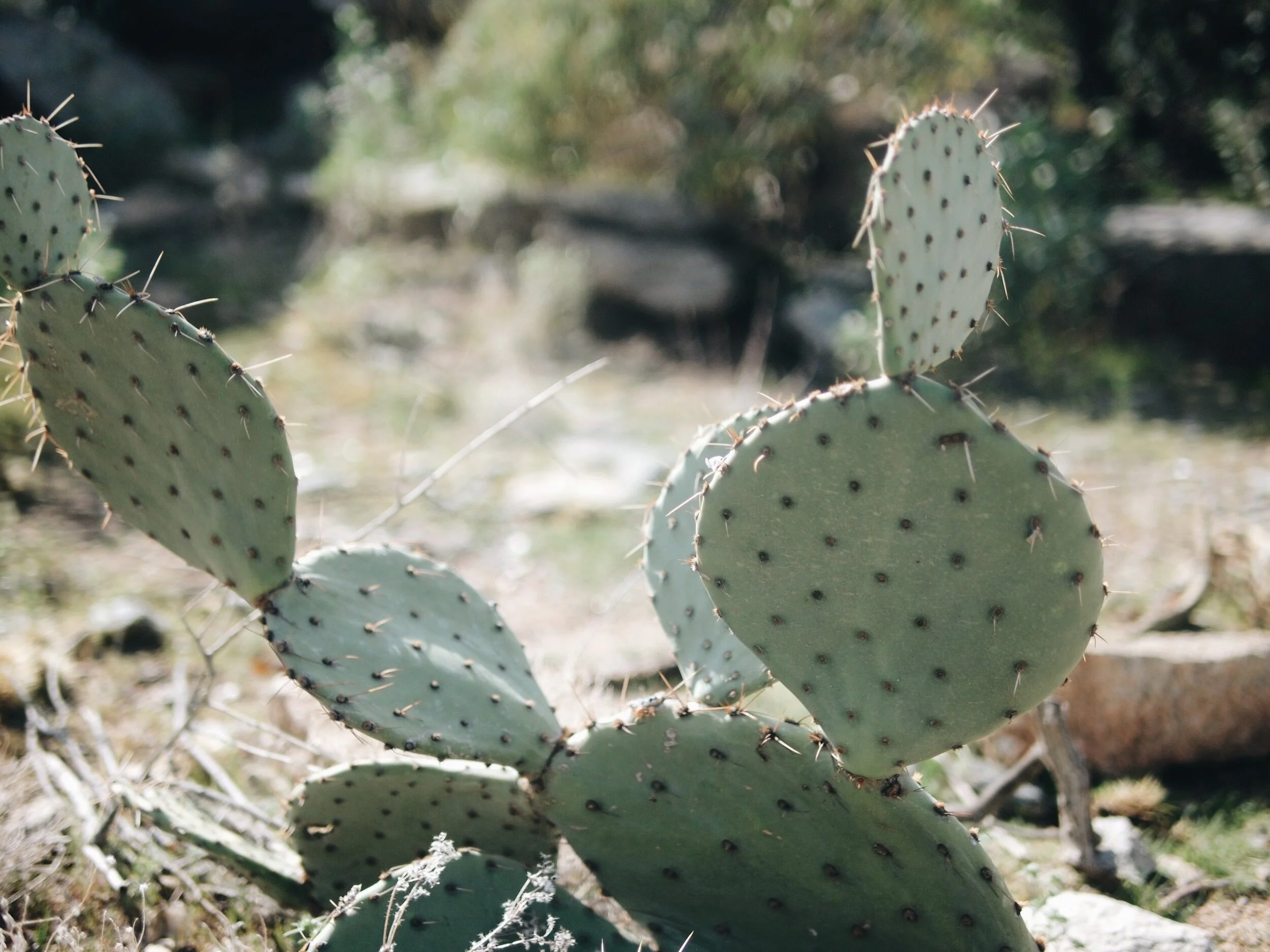 cactus spikes