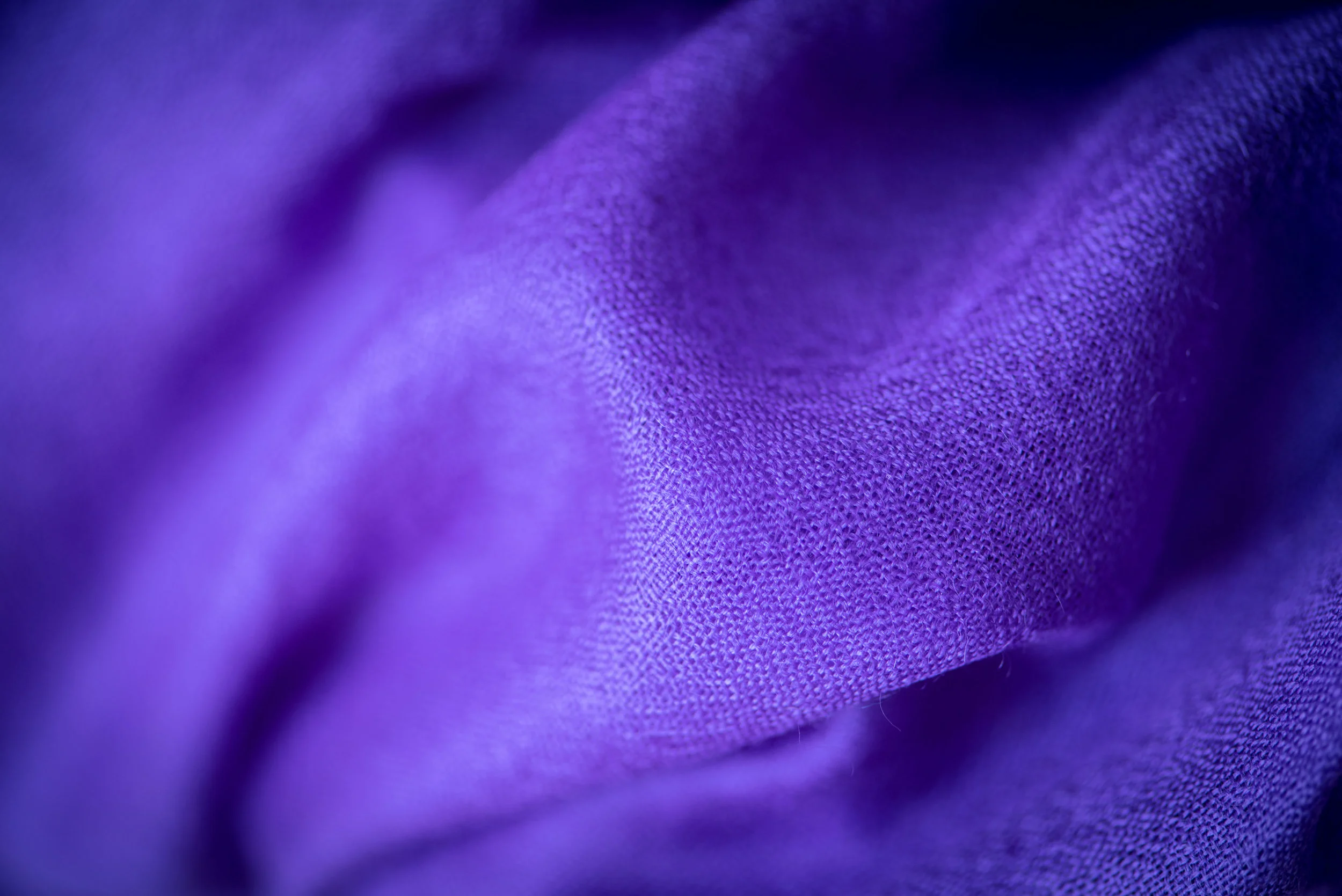 viola-006.jpg