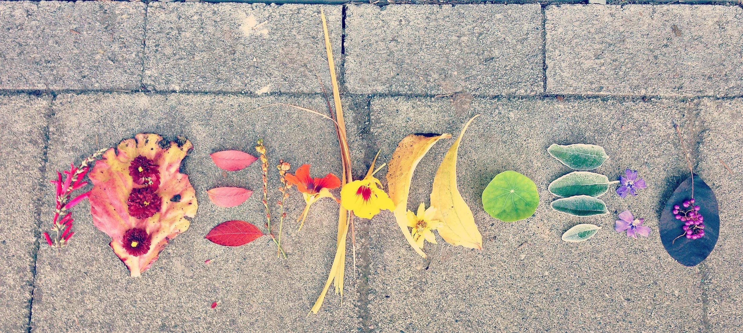 Connected Colors-A Gift from the Garden