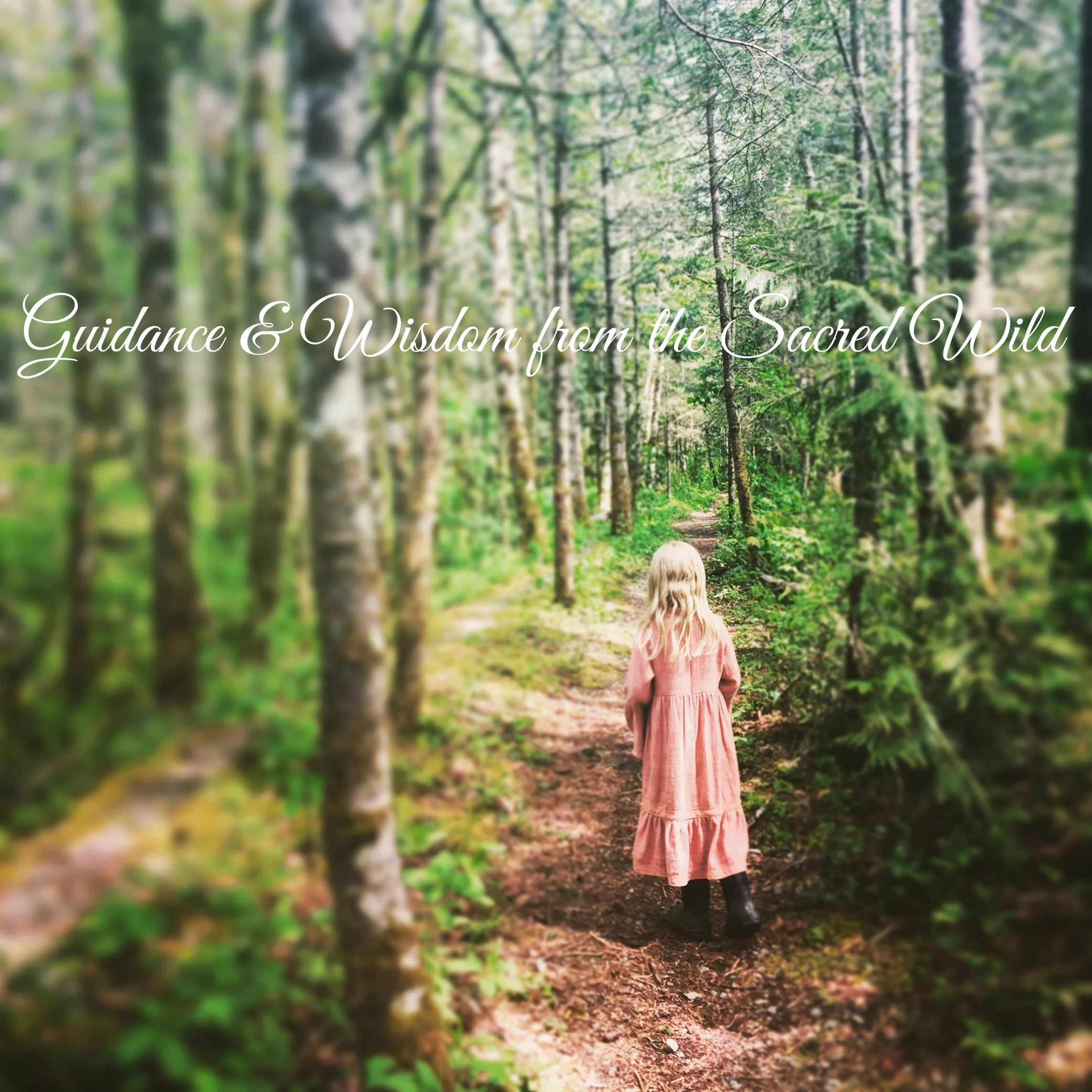GuidanceSacredWild