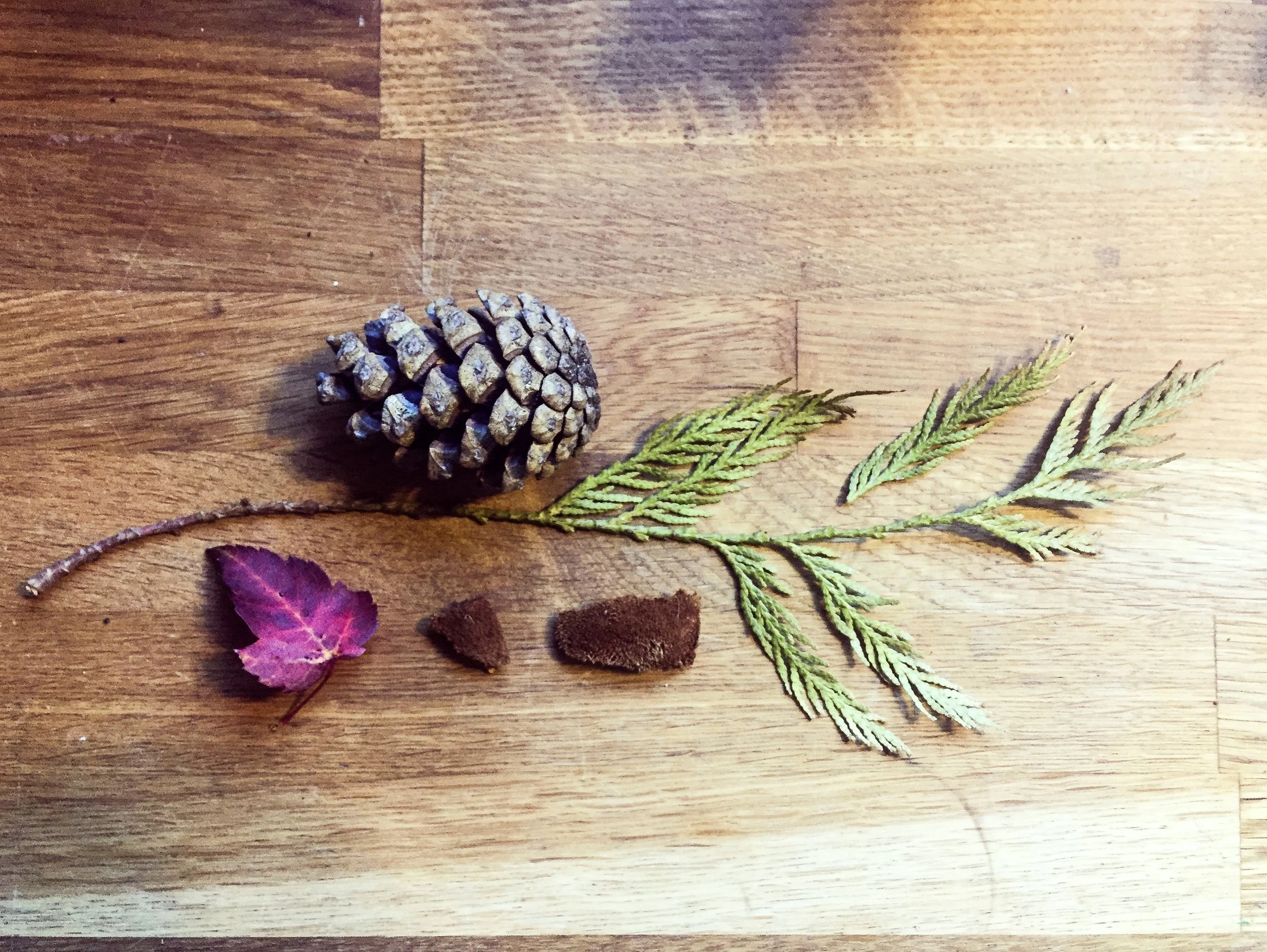 Humble Treasures: Bringing the Outdoors In