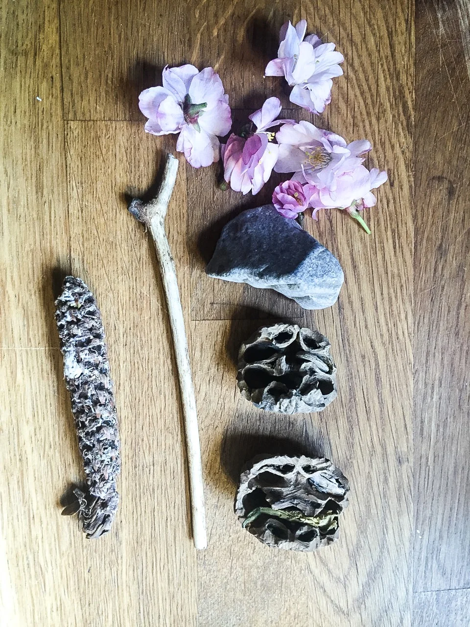 cherry tree blossoms from april 2017 found in anna's satchel 