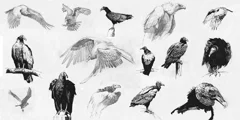 alan-clarke-vultures-tn.jpg