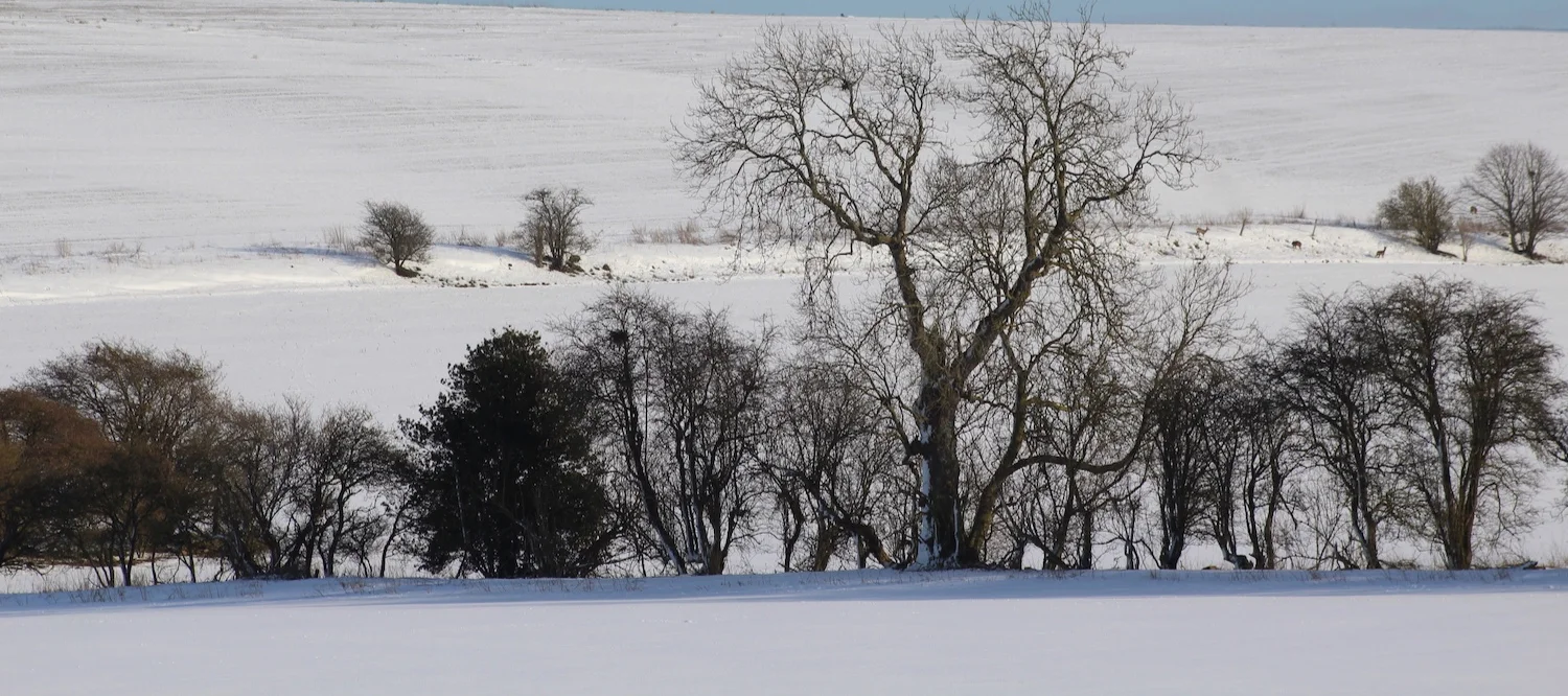 Deborah+DLP+Blog+Post+2+Winter+Scene+2019.jpg