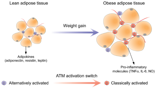 Functional-differences-between-lean-and-obese-adipose-tissue.png