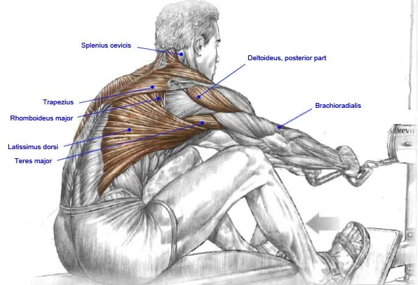muscle123_seated_row.jpg