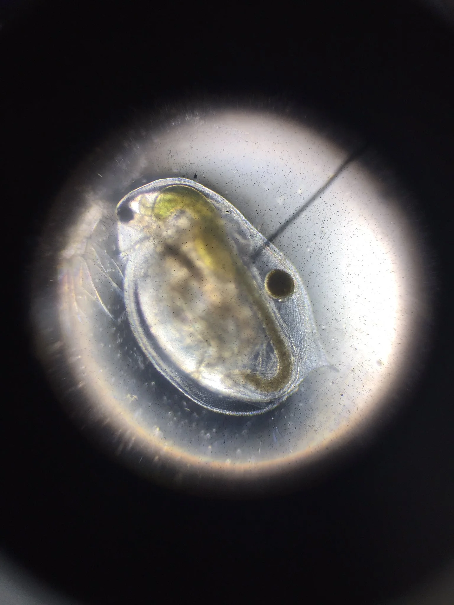 Tweet - @ACS_science