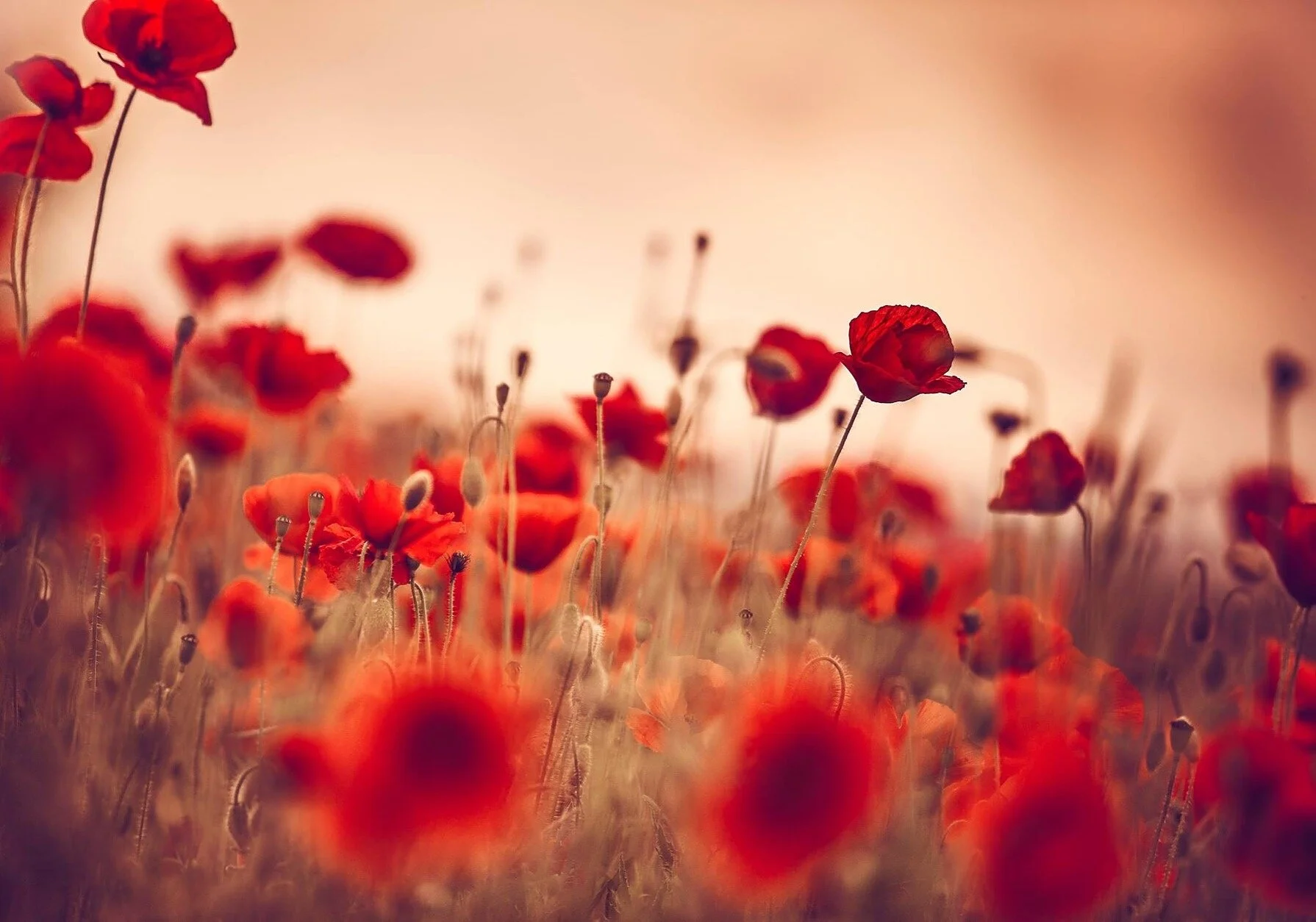 At the going down of the sun and in the morning, we will remember them #LestWeForget #remembranceday