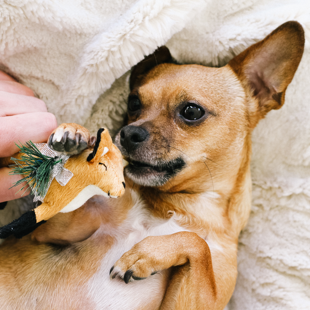 aspca-west-elm-holiday-2017-crimson-21.jpg