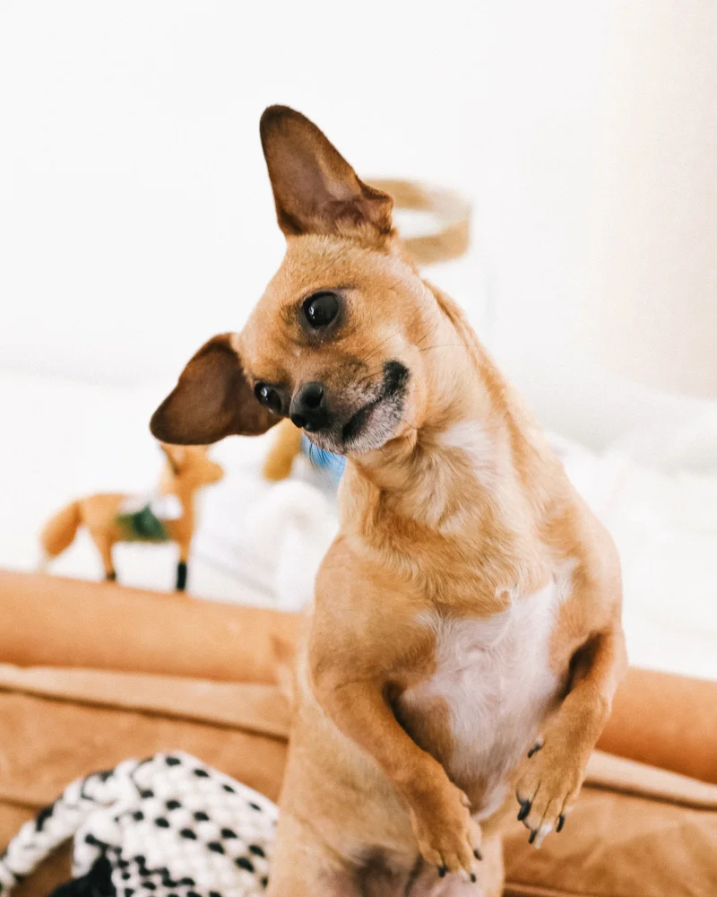 aspca-west-elm-holiday-2017-crimson-31.jpg