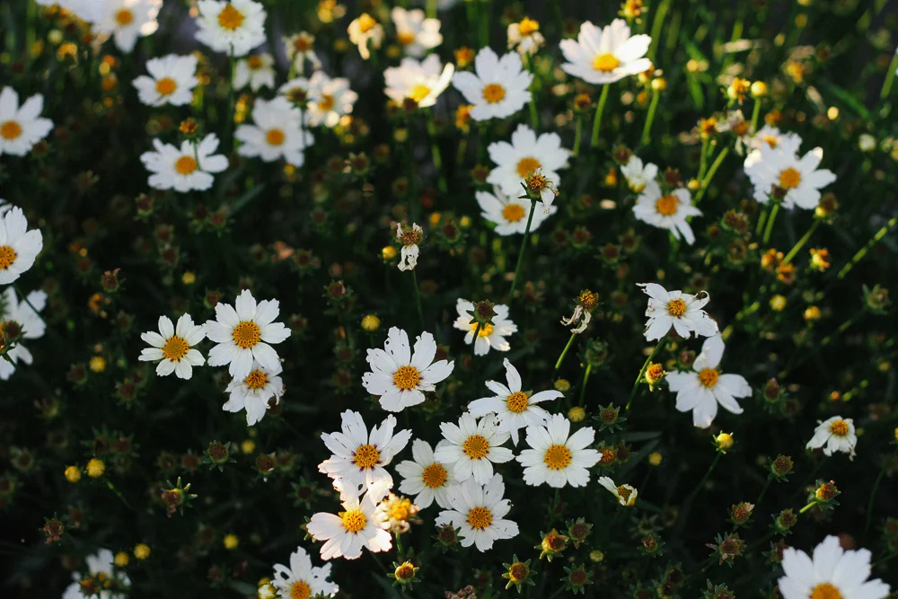 dhalia-8.jpg