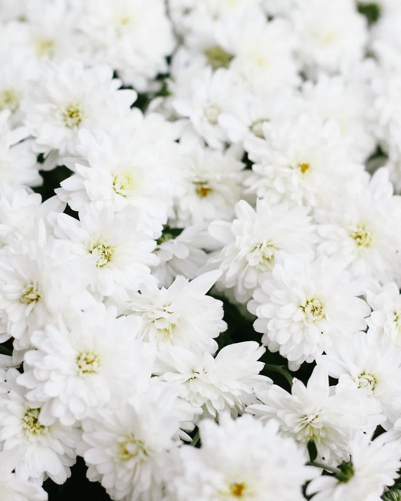 dhalia-9.jpg