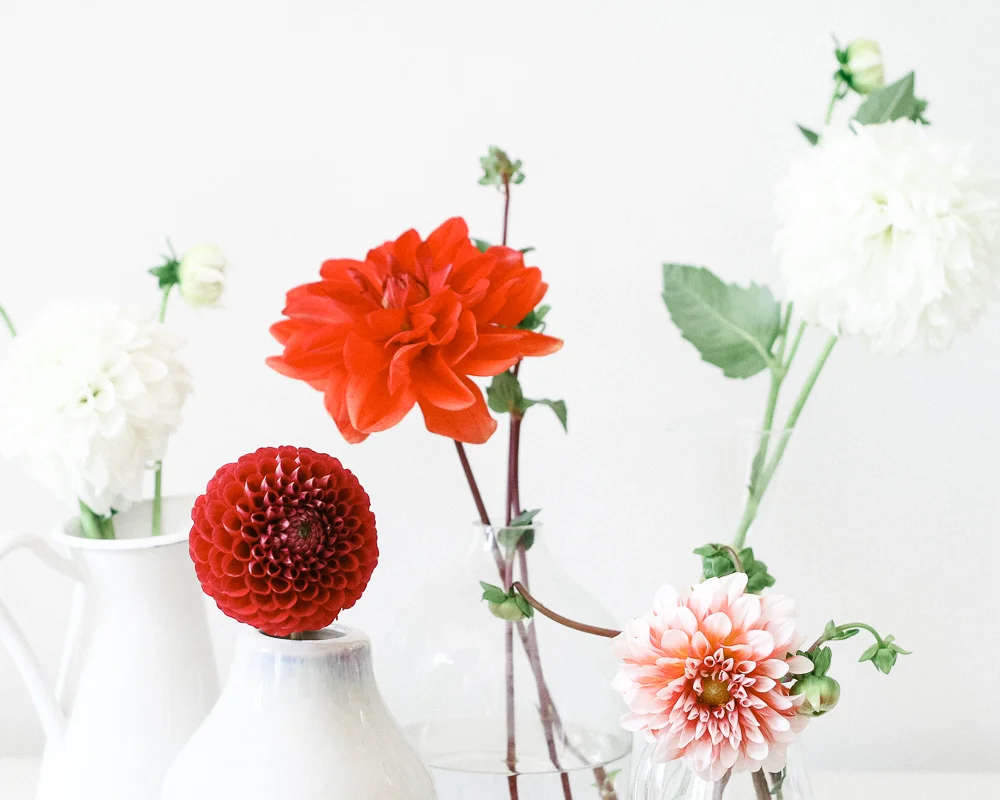 dhalia-11.jpg