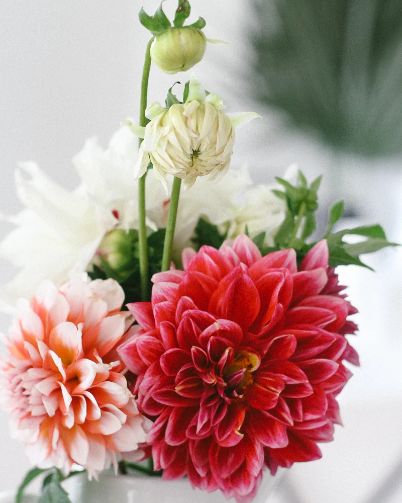 dhalia-12.jpg