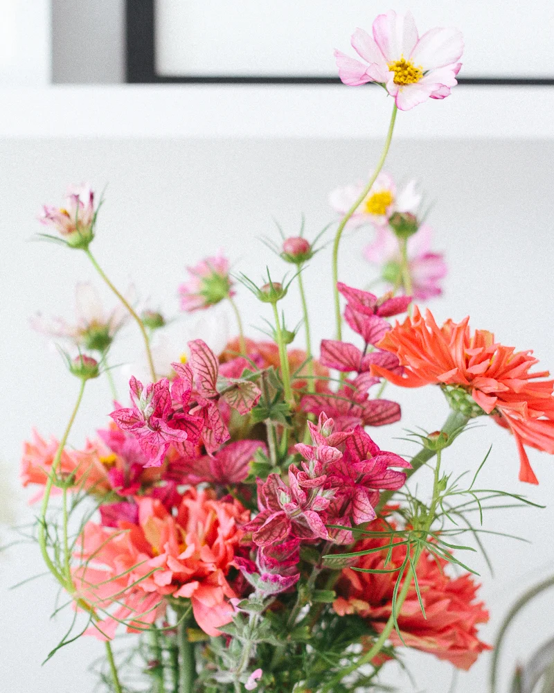 dhalia-13.jpg