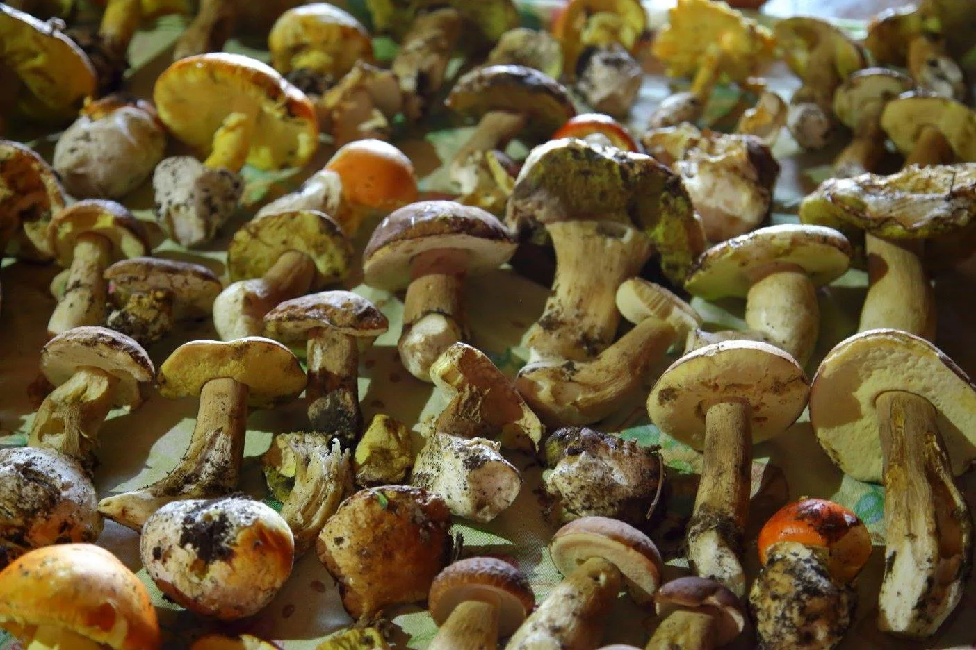 funghi.jpg
