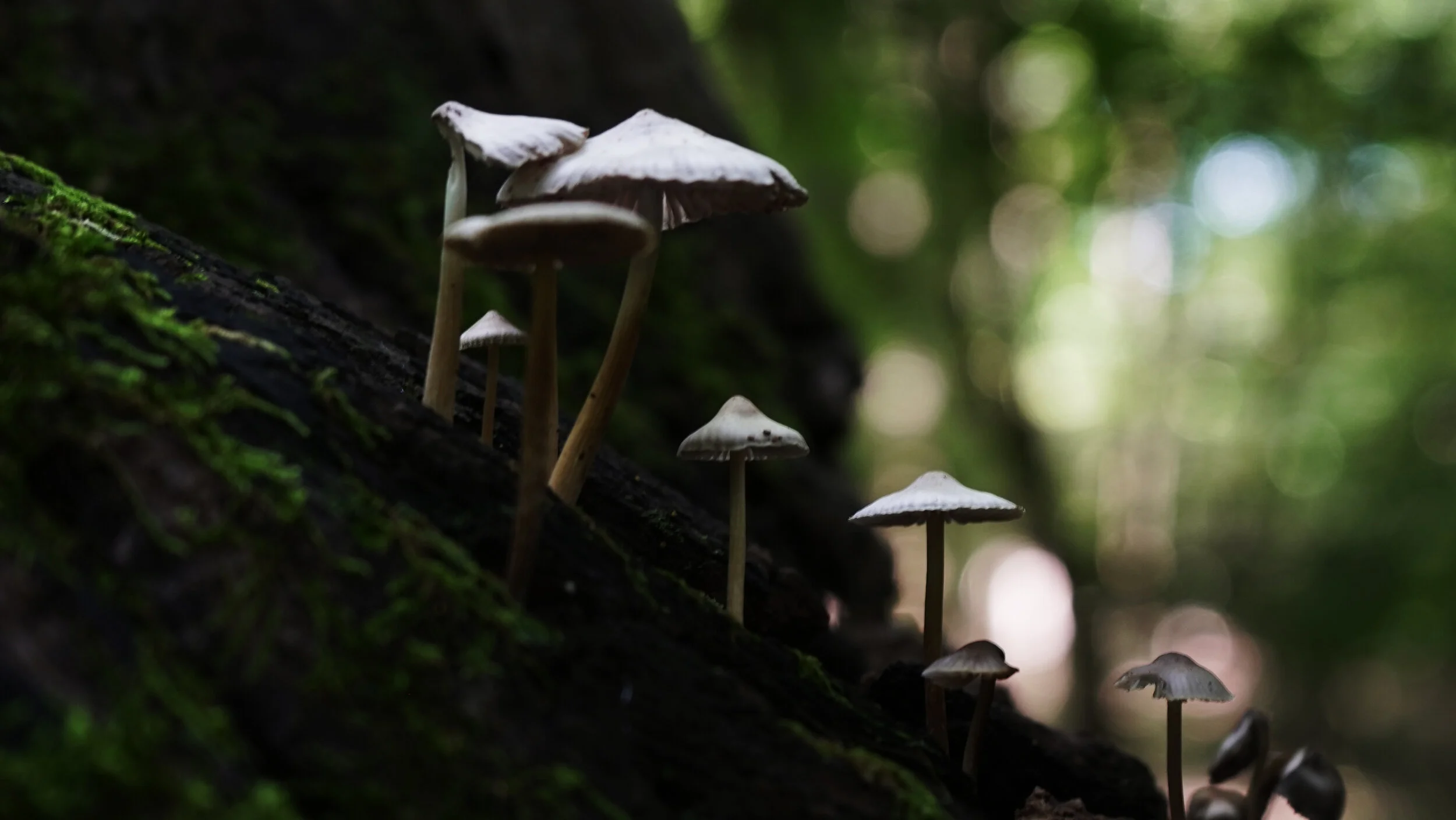 alapocas-state-park-mushrooms.jpg
