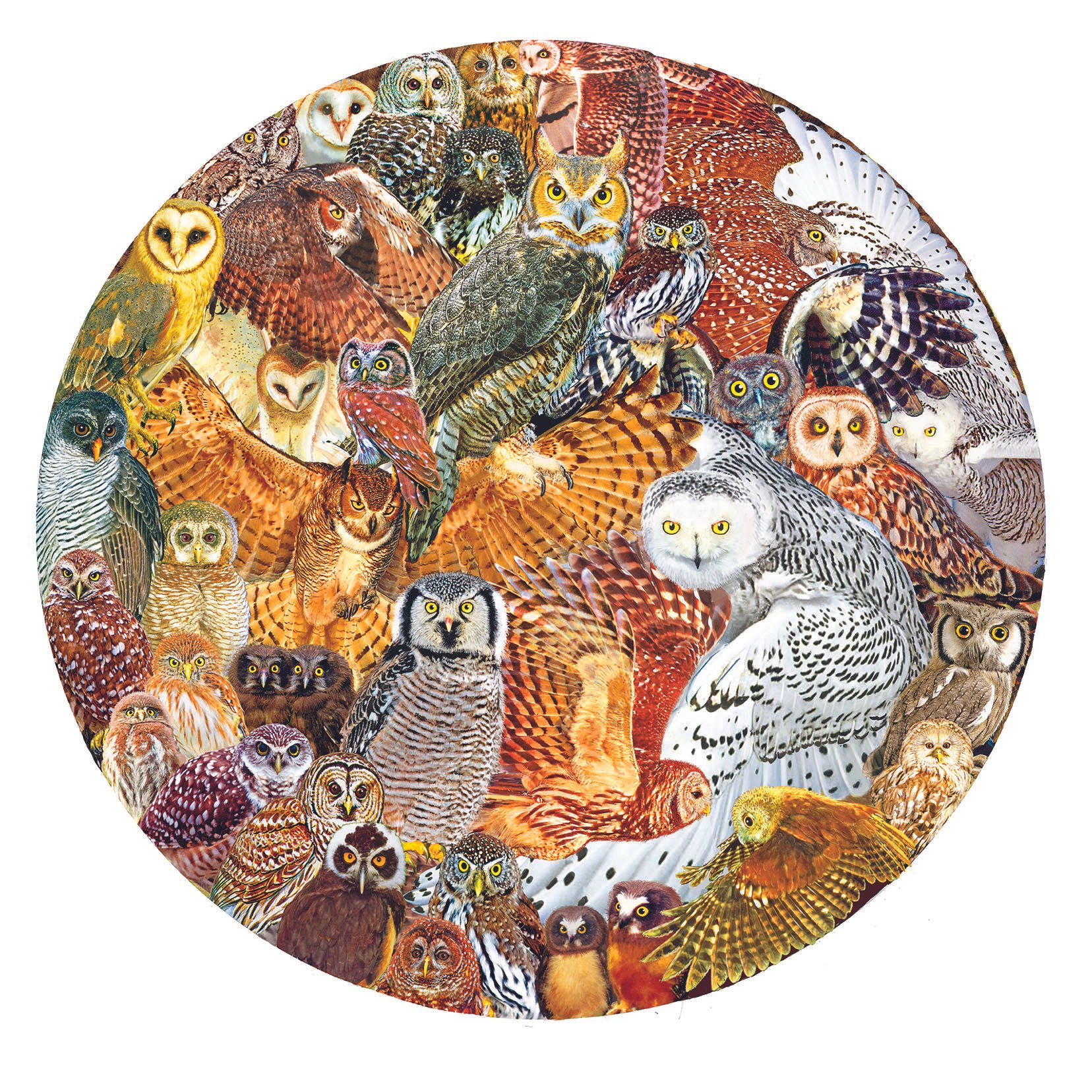 owls.jpg