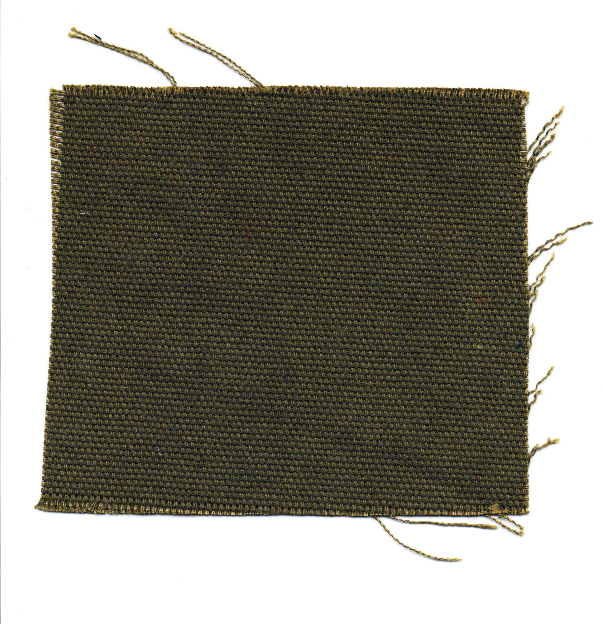 OLIVE CANVAS