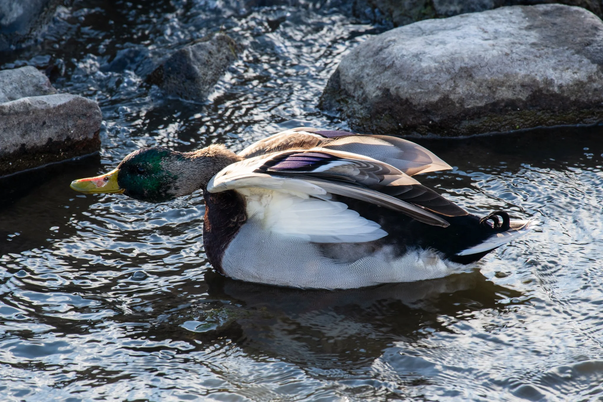 DSC_6915.jpg