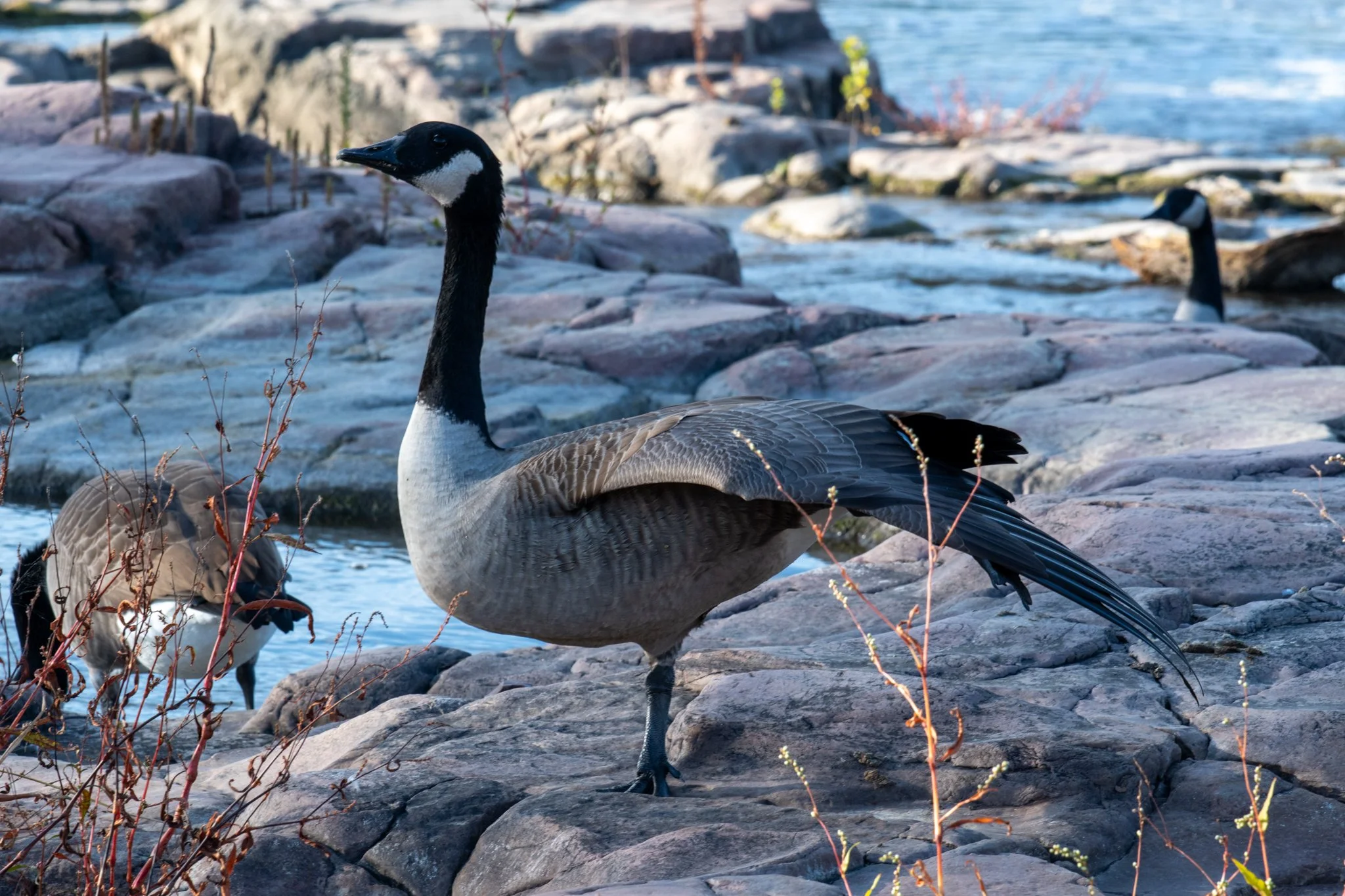 DSC_6937.jpg