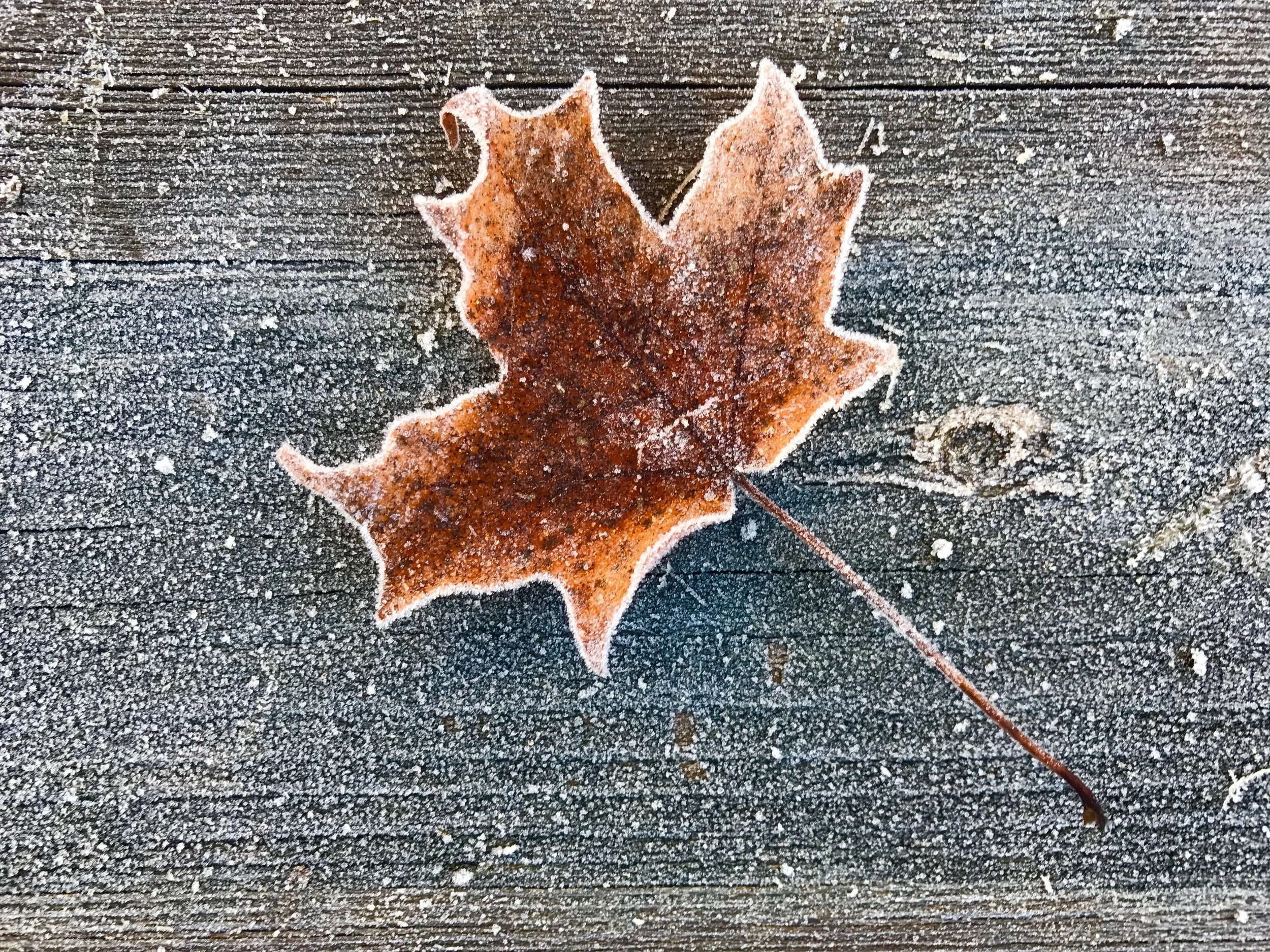 Cold Maple Leaf