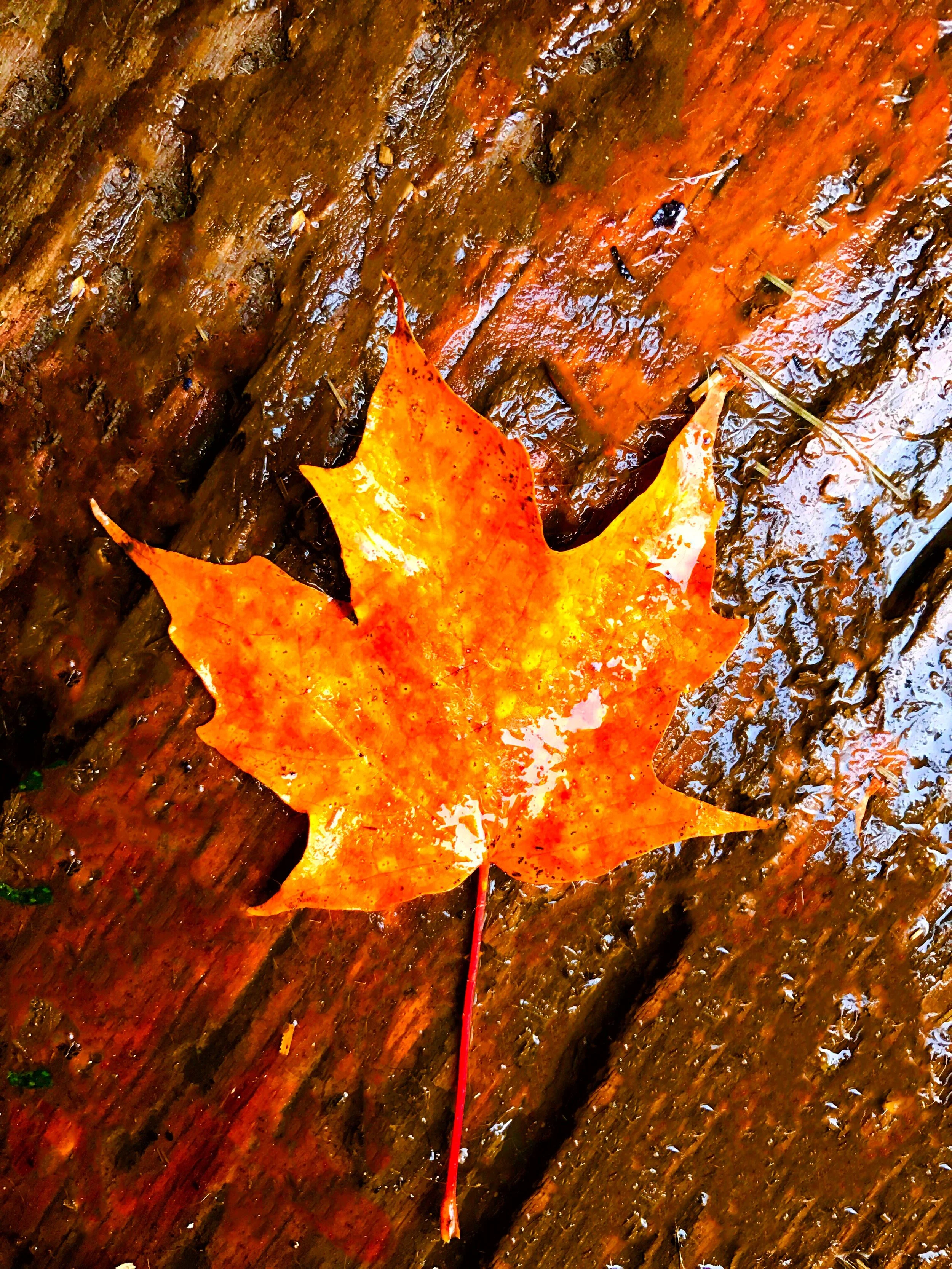 Maple Leaf