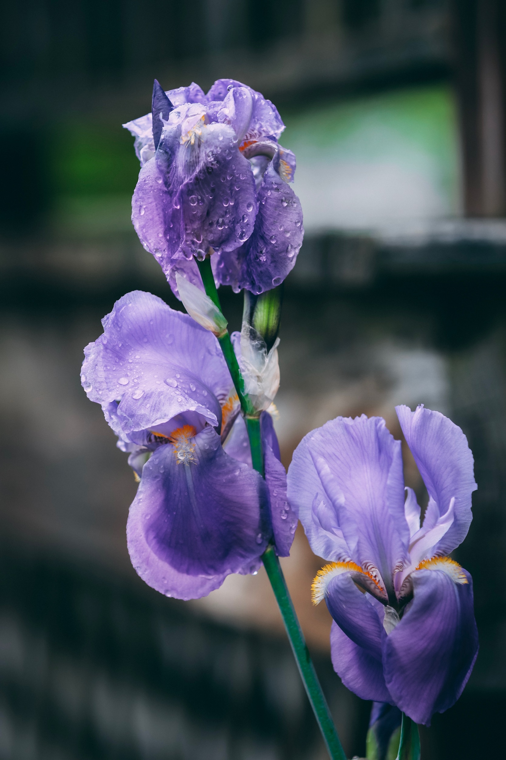 IMG_9971.jpeg