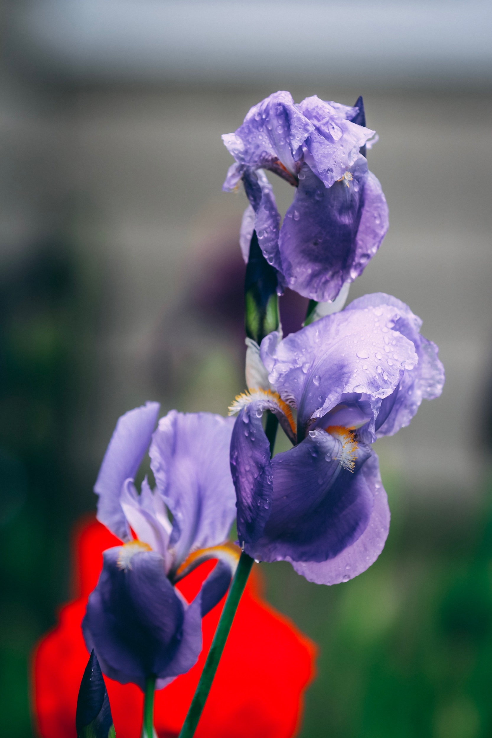IMG_9979.jpeg