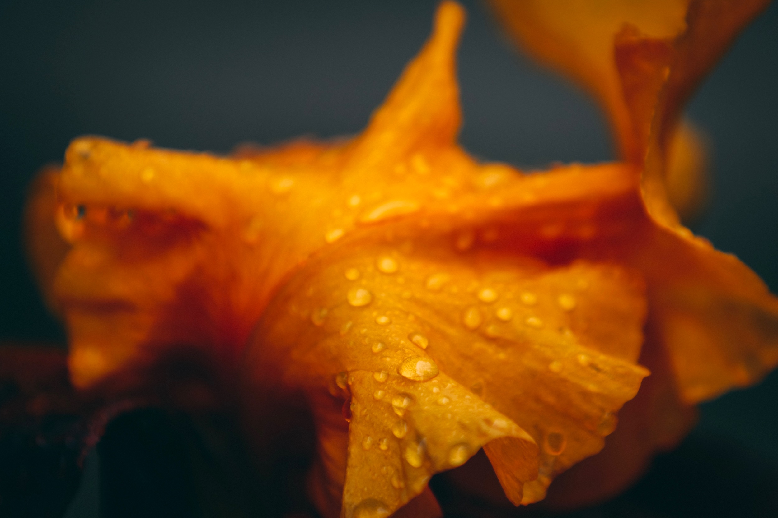 IMG_9986.jpeg