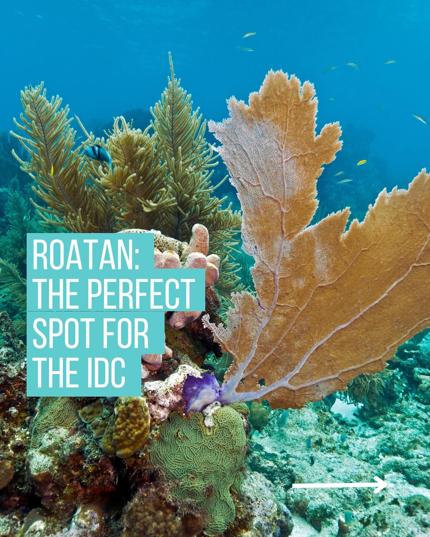 There is a lot to consider when choosing where to do your IDC. It is a big decision, and one you shouldn&rsquo;t take lightly! We believe that Roatan is the best place in the world to do your PADI Instructor Development Course, and we&rsquo;re happy 