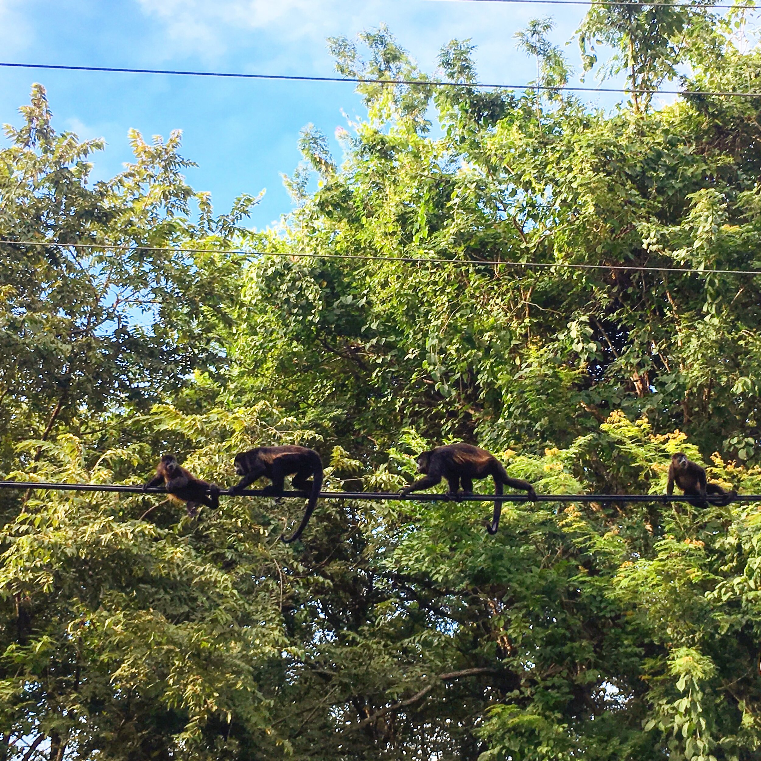 become a school counselor in Costa Rica and see monkeys