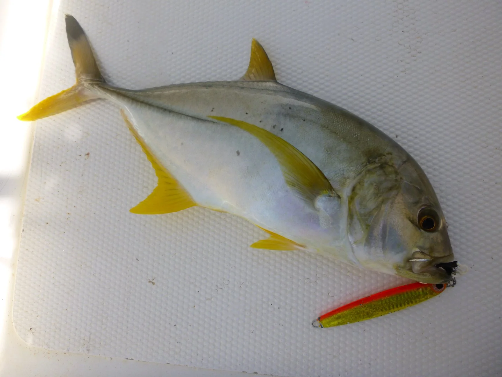 Malabar trevally micro jigging.jpg