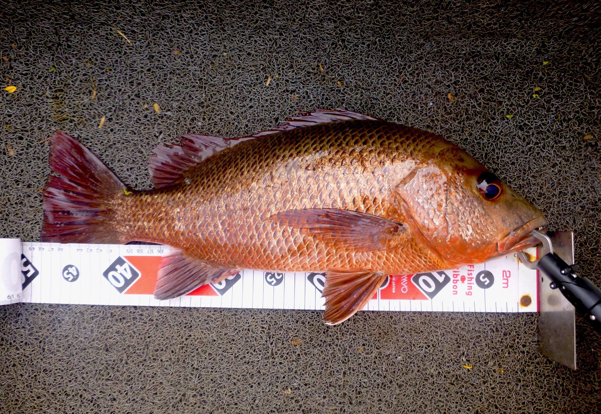 Mangrove Jack MJ lure fishing sri lanka Bolgoda Lake.jpg