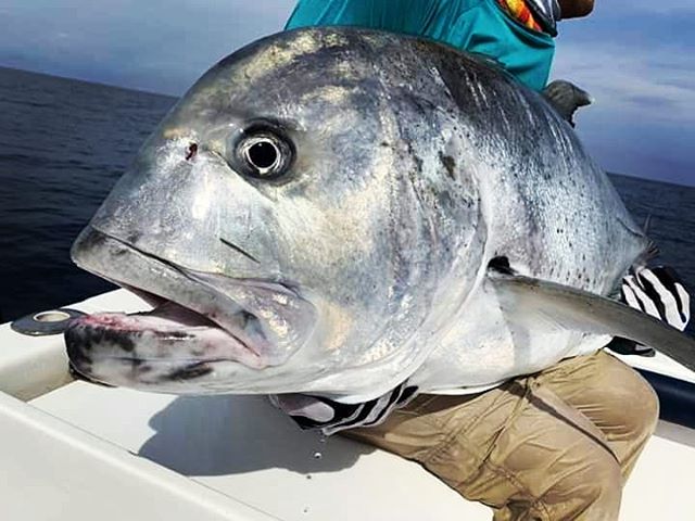 Bad Ass GT 
#gtpopping #gtfishing #srilankafishing #sportfishinglanka #topwaterfishing #topwaterlures #poppingfishing