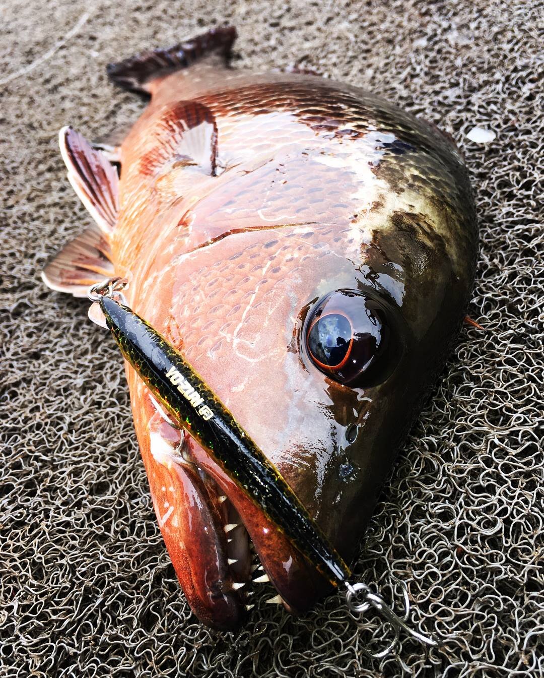 Mangrove Jack — Reports — Sport Fishing Lanka