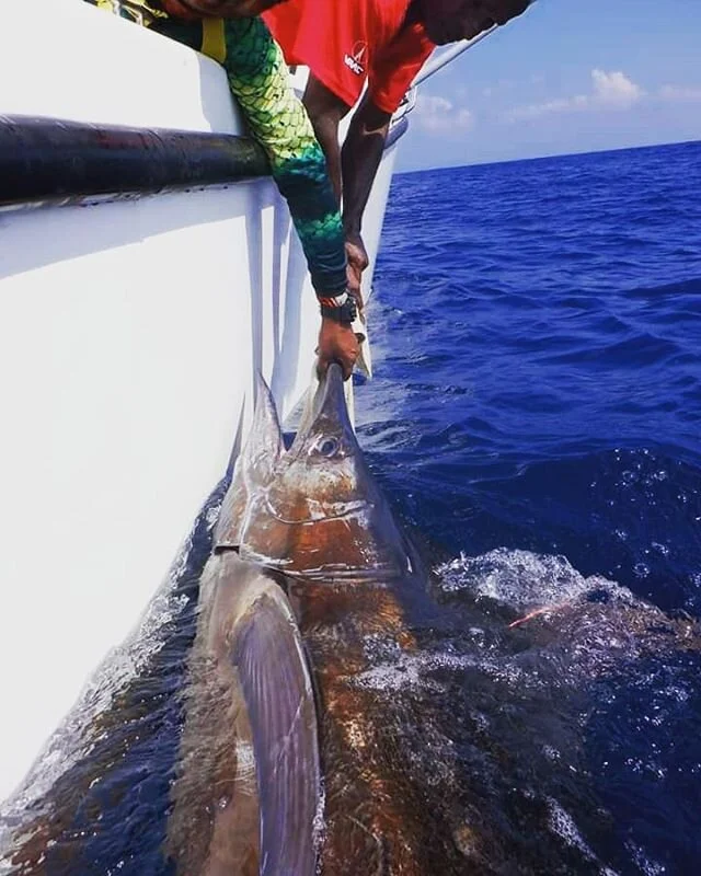 Nice Blue Marlin caught offshore
#bluemarlin #biggamefishing #deepseafishing #billfish #billfishing #tagandrelease #catchandrelease #billfishfoundation #shimanotiagra #meltontackle #blackbartlures #fishinginsrilanka #fishingsrilanka #sportfishinglank