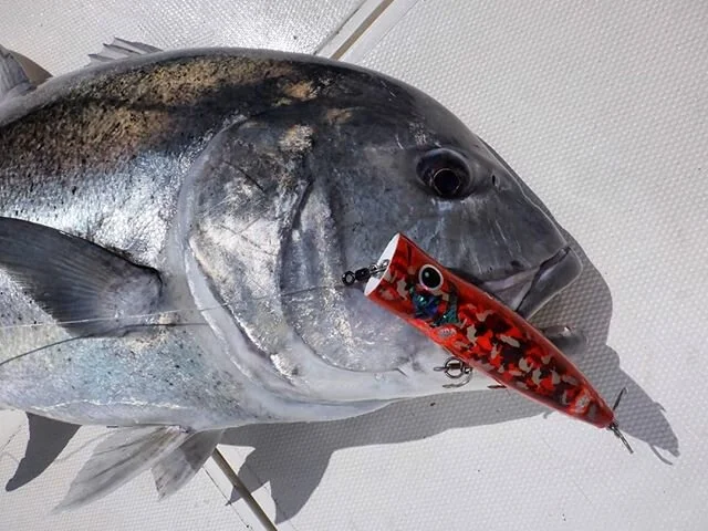 Nice GT caught by "Unkle KOZ" 
#gtpopping #gtfishing #gianttrevallyfishing #gianttrevally #popperfishing #popperlure #topwaterfishing #kozookubo #kozexpedition #fishinginsrilanka #srilankafishing #sportfishinglanka