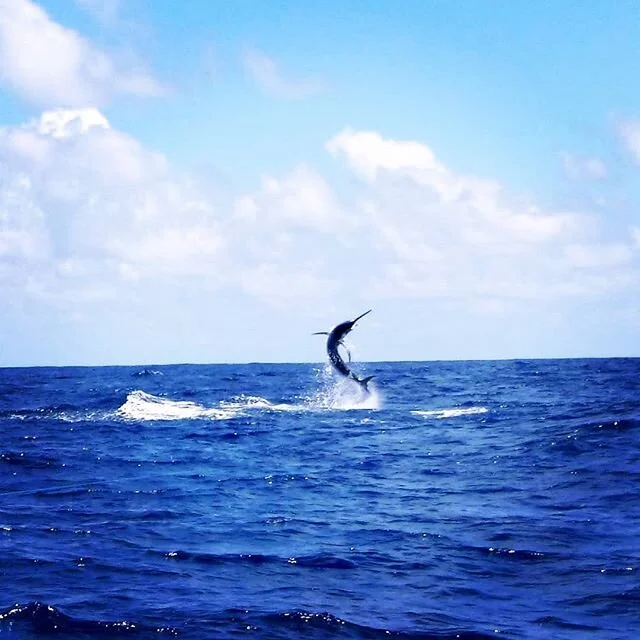 Black Marlin making the show !!
#biggamefishing #blackmarlin #marlin #billfish #billfishing #billfishfoundation #catchandrelease #deepseafishing #srilankafishing #fishinginsrilanka #sportfishinglanka #shimanotiagra #meltontackle #blackbartlures #vmch