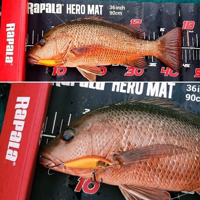 Nice mangrove jack of Bolgoda Lake caught on new Rapala Countdown Elite.
#countdownelite #rapala #rapalalures #rapalafishing #rapalajapan #rapalasea #vmchooks #bolgodalake #fishinginsrilanka #fishingsrilanka #srilankafishing #mangrovejack